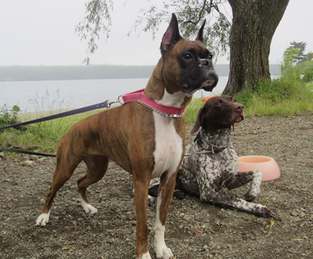 スバルのカートピア８月号の撮影で、お利口さんに撮影を待つ白石花絵さんの愛犬、メルとクーパー　。