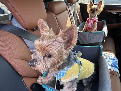 グリフォレさんの投稿