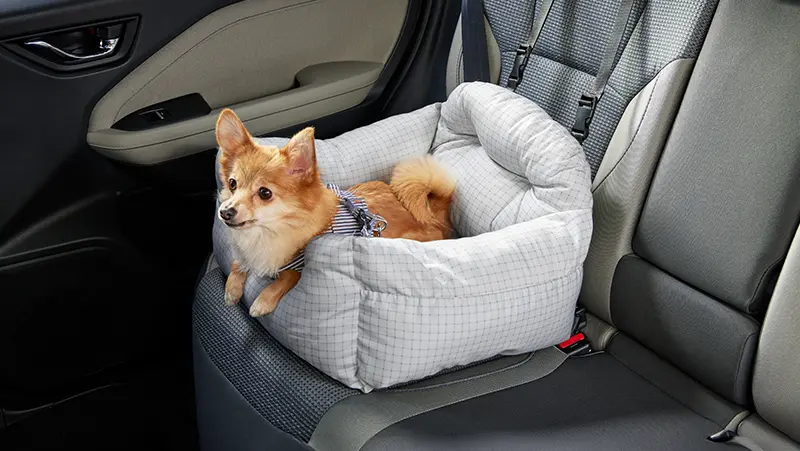 PHOTO：FORESTER Premium S:HEV EX