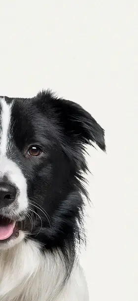 愛犬とお出かけするならSUBARU