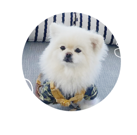 今回お出かけしたハクくん