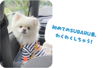 初めてのSUBARU車にわくわくするハクくん