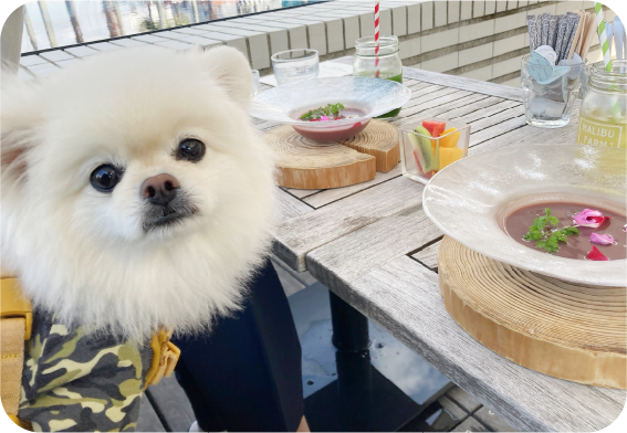 ランチをするハクくん