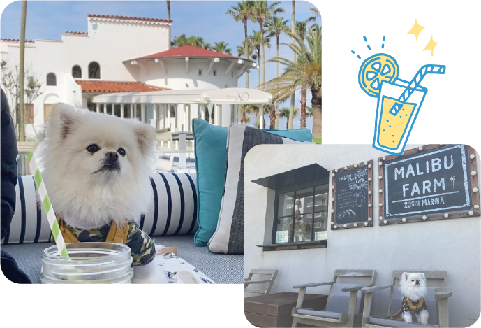 MALIBU HOTELのソファに座るハクくん