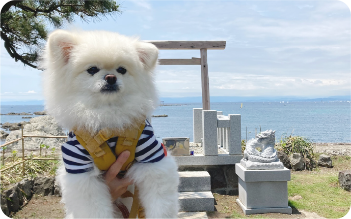 森戸大明神に参拝しに行くハクくん