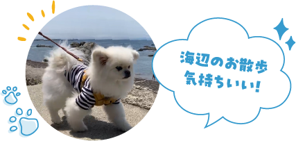 海辺のお散歩気持ちいい！