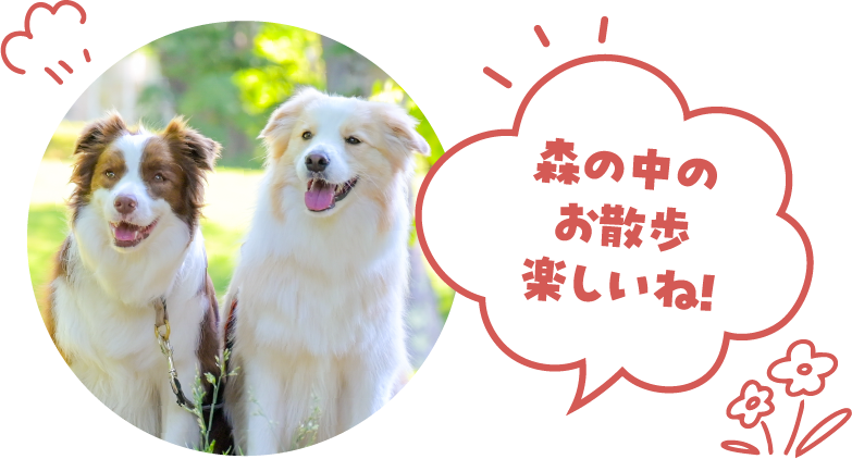 森の中のお散歩楽しいね！