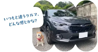 初めてのSUBARU車にわくわくするまるちゃん