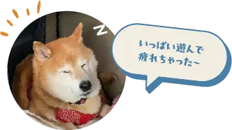 いっぱい遊んで疲れちゃった〜