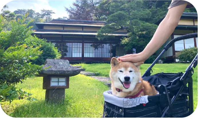 旅行を楽しむまるちゃん