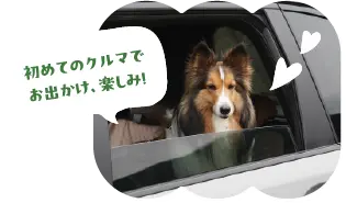 初めてのSUBARU車にわくわくするクーちゃん