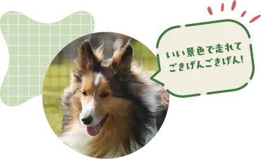 いい景色で走れてごきげんごきげん！