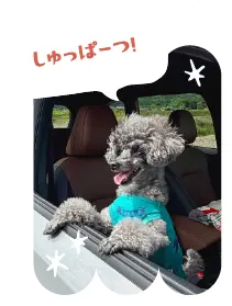 初めてのSUBARU車にわくわくするバジルちゃん