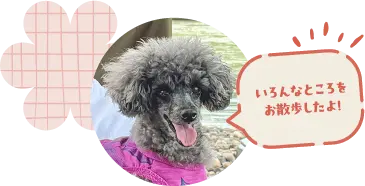 いろんなところをお散歩したよ！