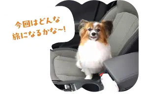 初めてのSUBARU車にわくわくするルカちゃん