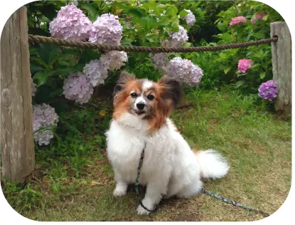 紫陽花を背景に写真撮影するルカちゃん