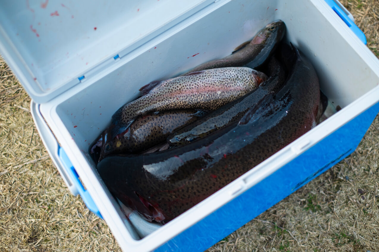 広島県 「フィッシングレイクたかみや」クーラーボックスに入っている釣れた魚 | SUBARU グランドツーリングNIPPON