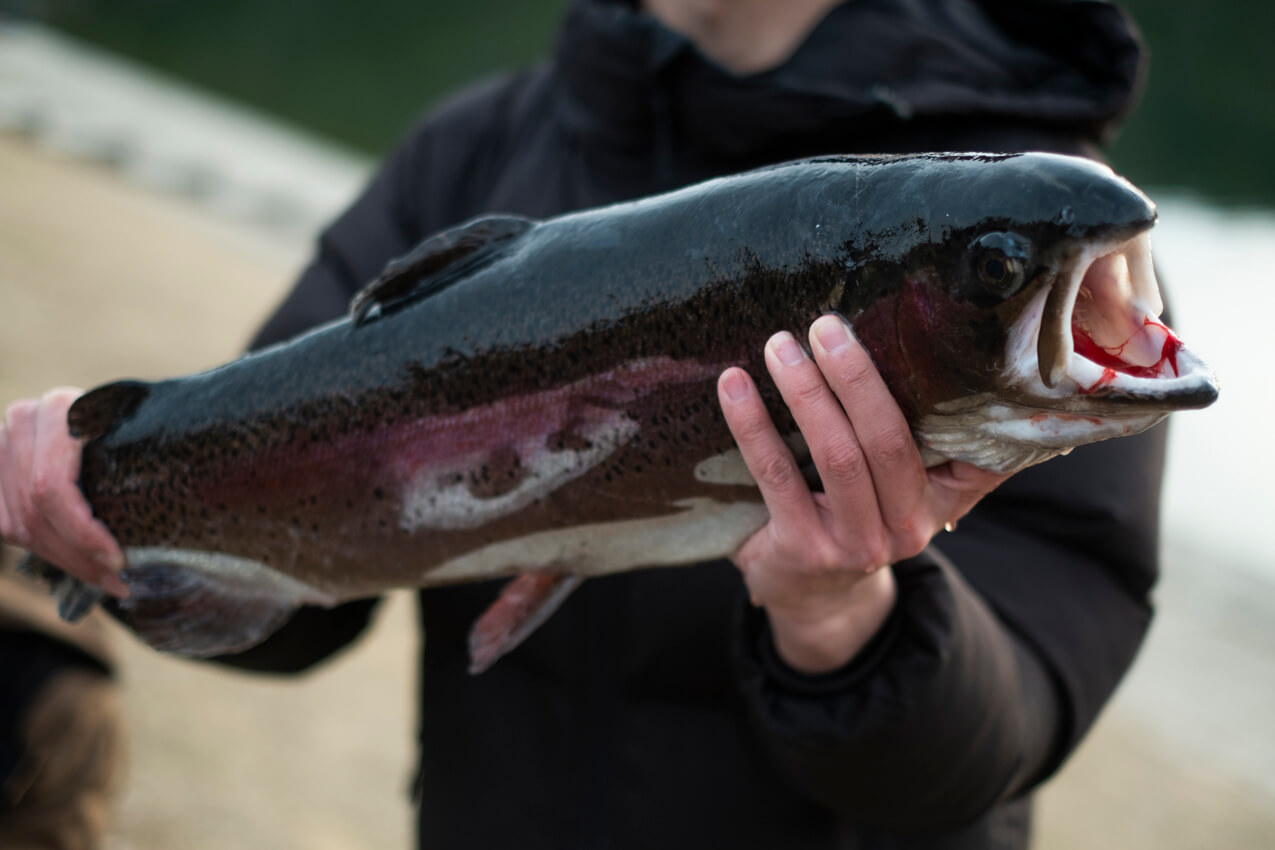 広島県 「フィッシングレイクたかみや」で釣れた魚 | SUBARU グランドツーリングNIPPON