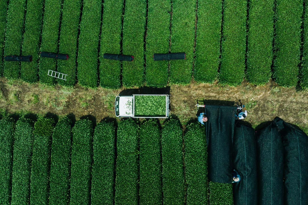 静岡県 上空から見た茶畑でお茶を摘んでいる様子 | SUBARU グランドツーリングNIPPON