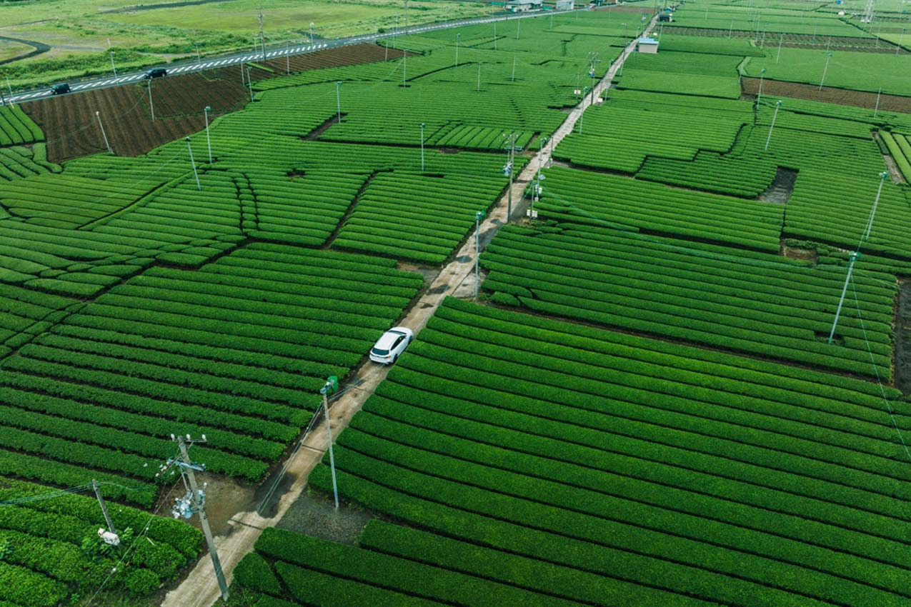 静岡県 茶畑を走るレヴォーグ | SUBARU グランドツーリングNIPPON