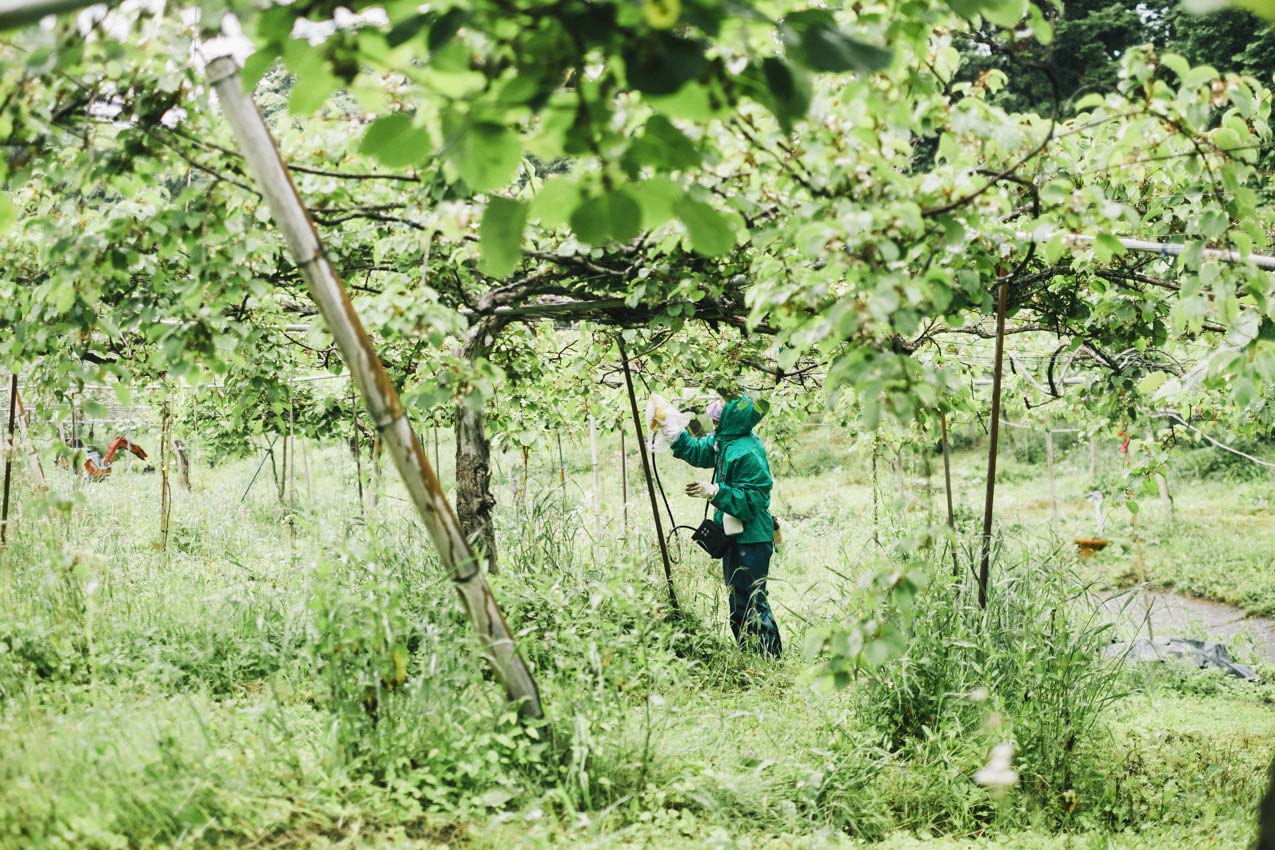 静岡県 手作業で花に花粉をつけるキウイフルーツカントリーJapanのスタッフ | SUBARU グランドツーリングNIPPON