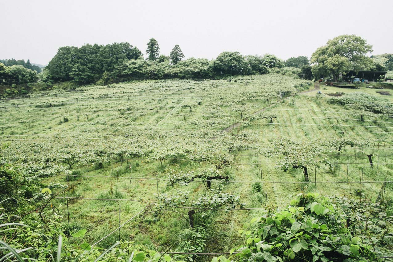 静岡県 上から見たキウイフルーツカントリーJapanのキウイ農園 | SUBARU グランドツーリングNIPPON