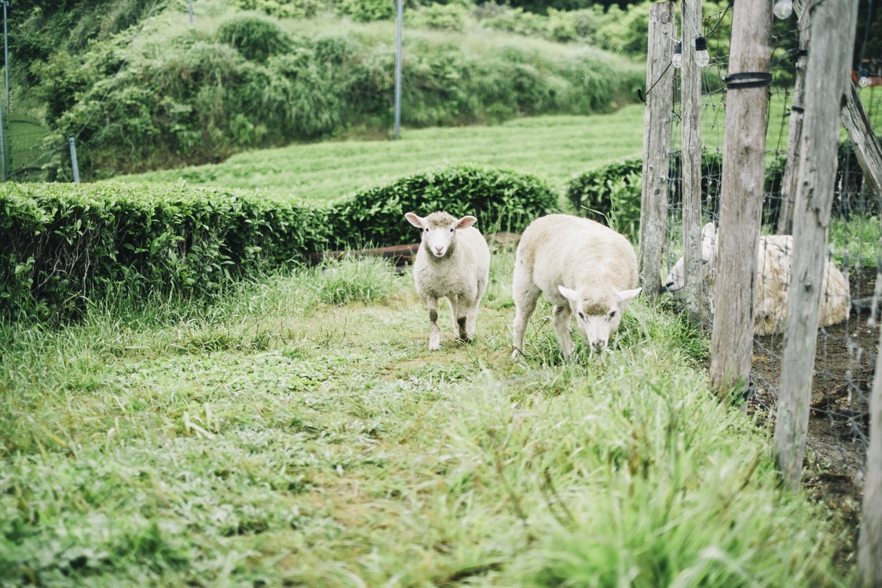 静岡県 キウイ農園で放し飼いにされる羊 | SUBARU グランドツーリングNIPPON