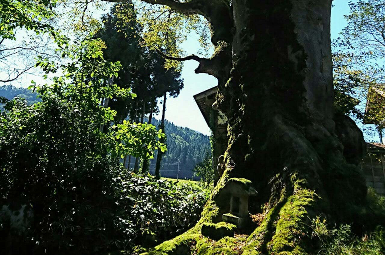 新潟県 里山料理欅苑周辺に生い茂る木々 | SUBARU グランドツーリングNIPPON