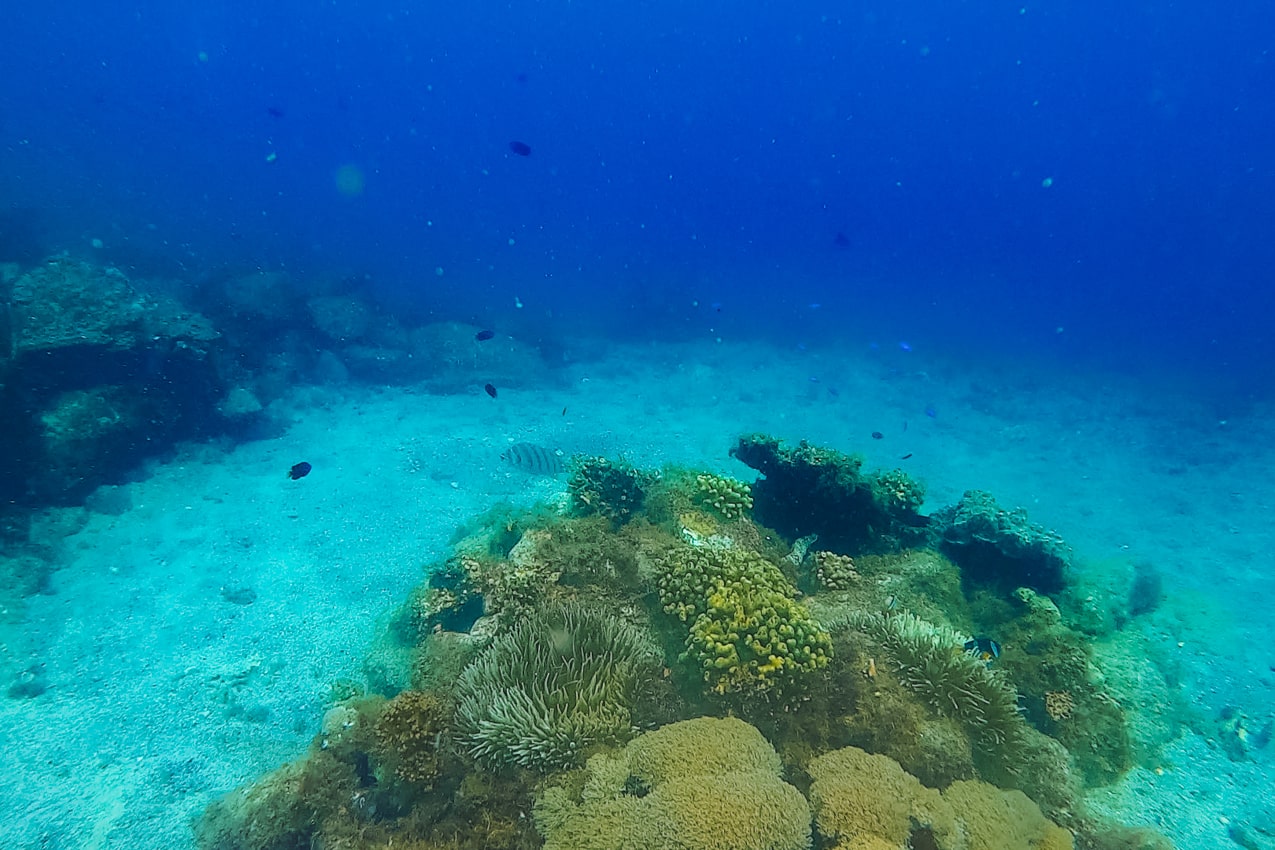 愛媛県 水深5mの海底の様子 | SUBARU グランドツーリングNIPPON