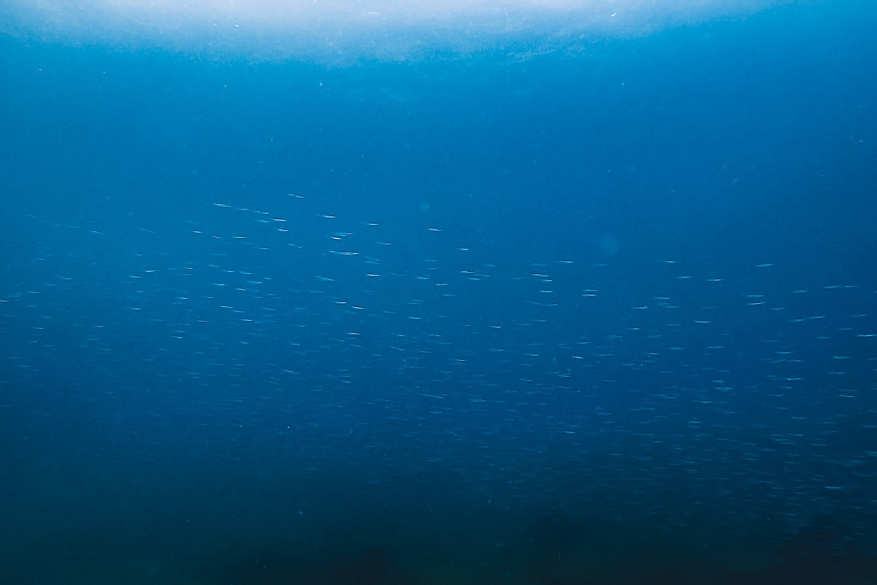 愛媛県 海底を泳ぐキビナゴの大群 | SUBARU グランドツーリングNIPPON