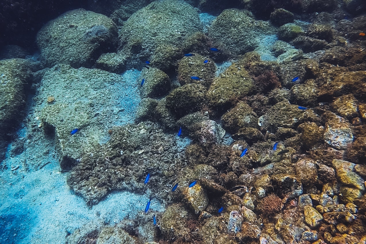愛媛県 海底の様子 | SUBARU グランドツーリングNIPPON