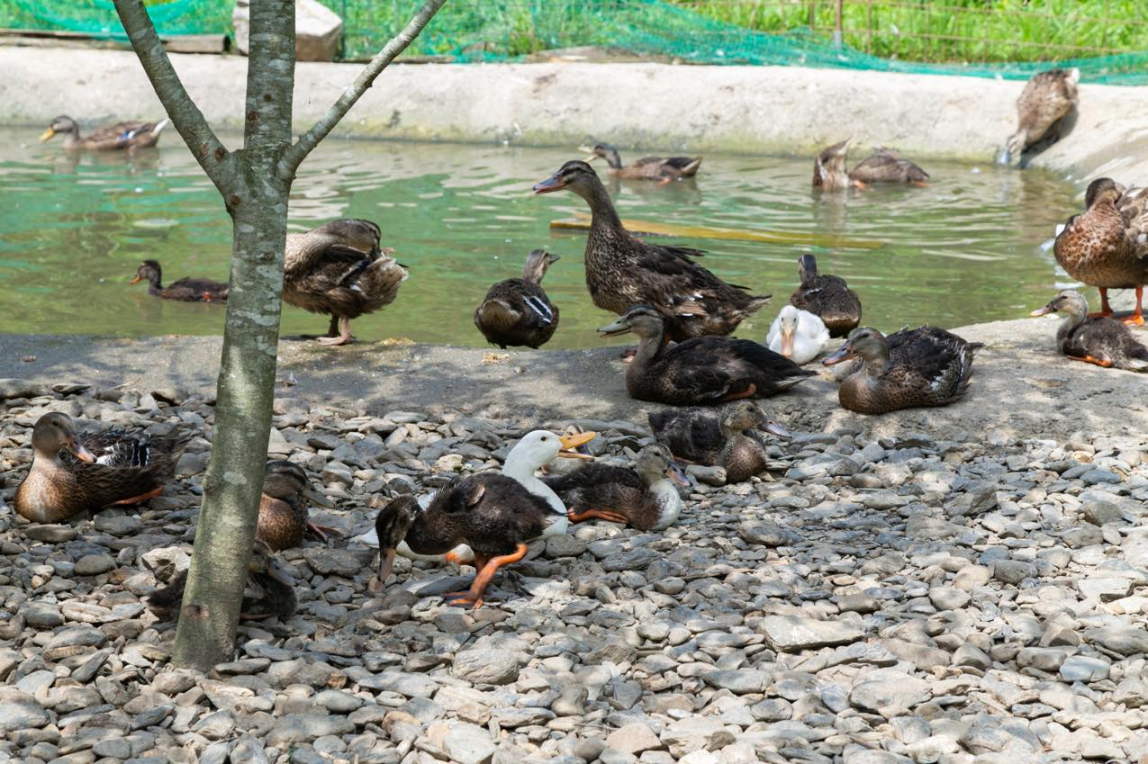 京都府 『田歌舎』合鴨農法の稲作のための合鴨たち | SUBARU グランドツーリングNIPPON | SUBARU | レヴォーグ