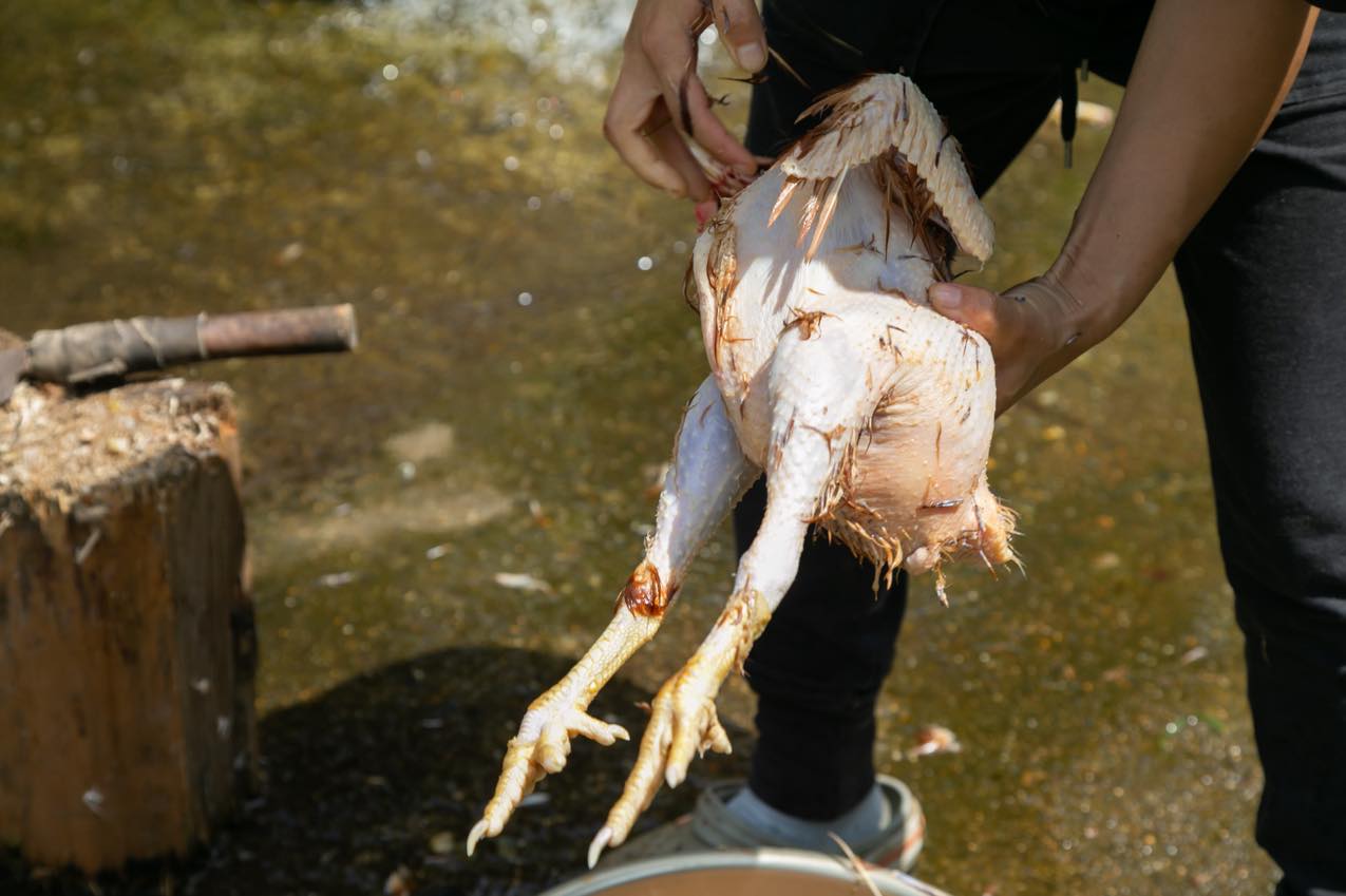 京都府 『田歌舎』屠殺され、羽をむしとられた鶏の肉 | SUBARU グランドツーリングNIPPON | SUBARU | レヴォーグ