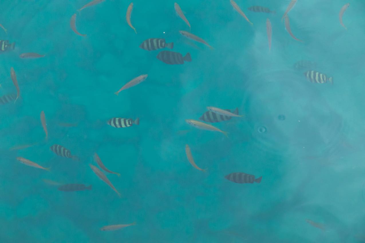 京都府 透明な海の中で泳ぐたくさんの魚 | SUBARU グランドツーリングNIPPON | SUBARU | レヴォーグ