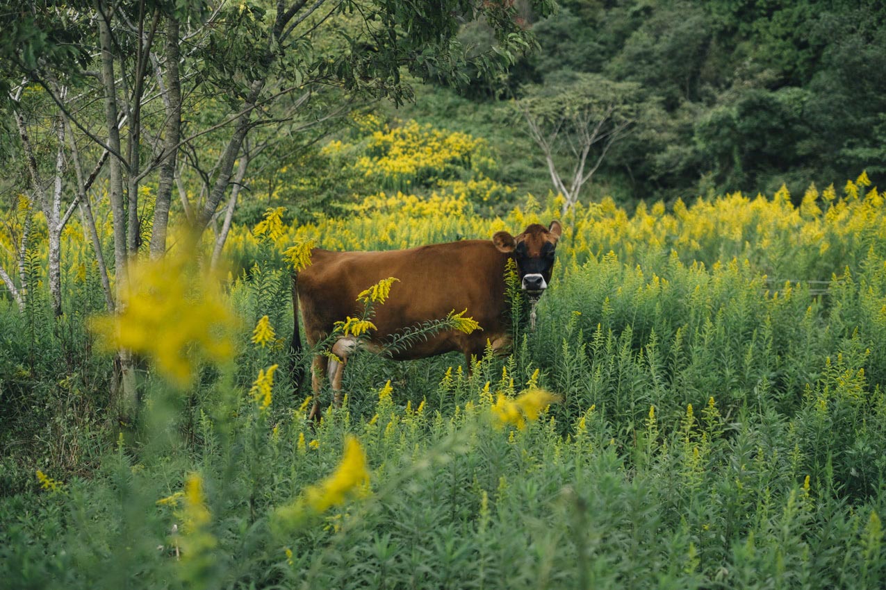 石川県 どぢゃまファーム（寺西牧場）のジャージー牛 | SUBARU グランドツーリングNIPPON | SUBARU | レヴォーグ