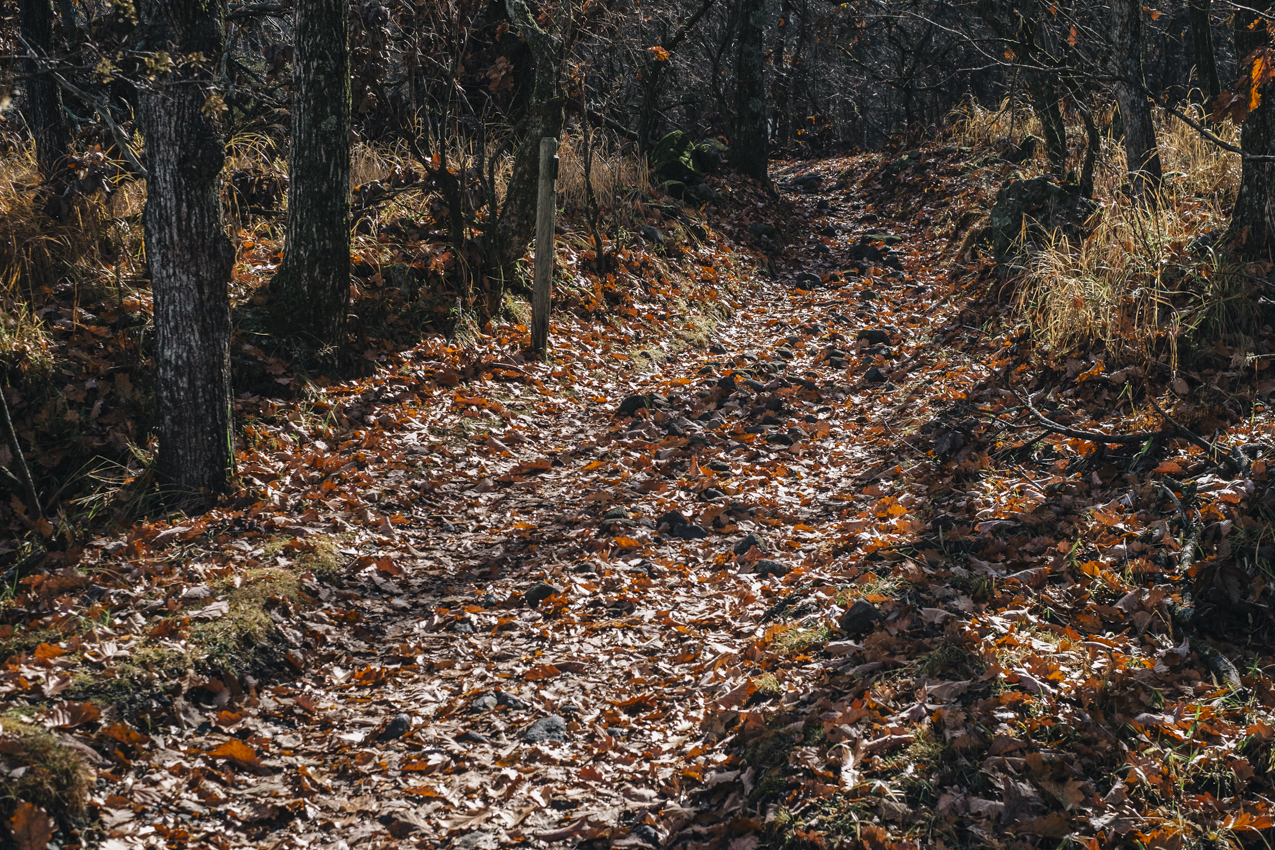 大分県 落ち葉に埋もれた道なき道 | SUBARU グランドツーリングNIPPON | SUBARU | レヴォーグ