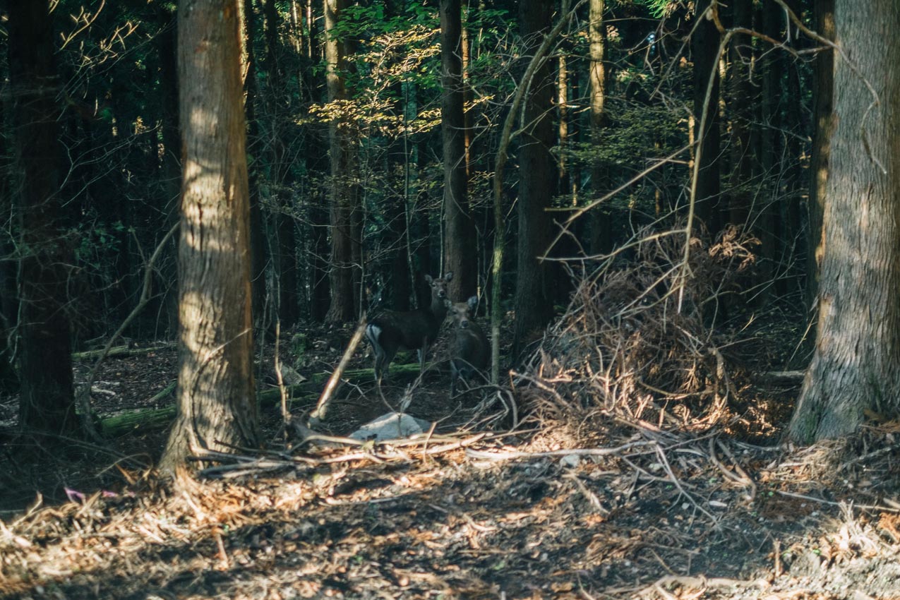 大分県 山中で遭遇した鹿の群れ | SUBARU グランドツーリングNIPPON | SUBARU | レヴォーグ