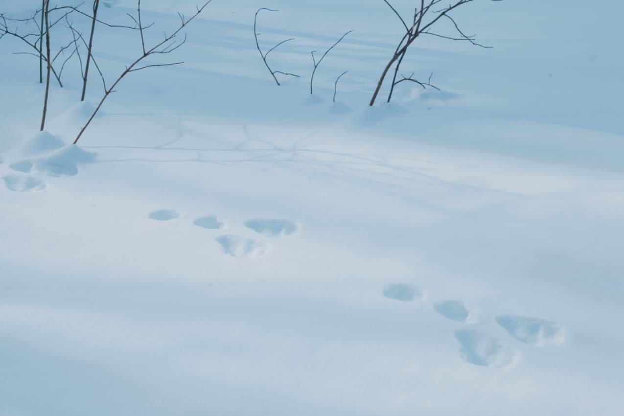 長野県 雪面に残るうさぎの足跡 | SUBARU グランドツーリングNIPPON | SUBARU | レヴォーグ