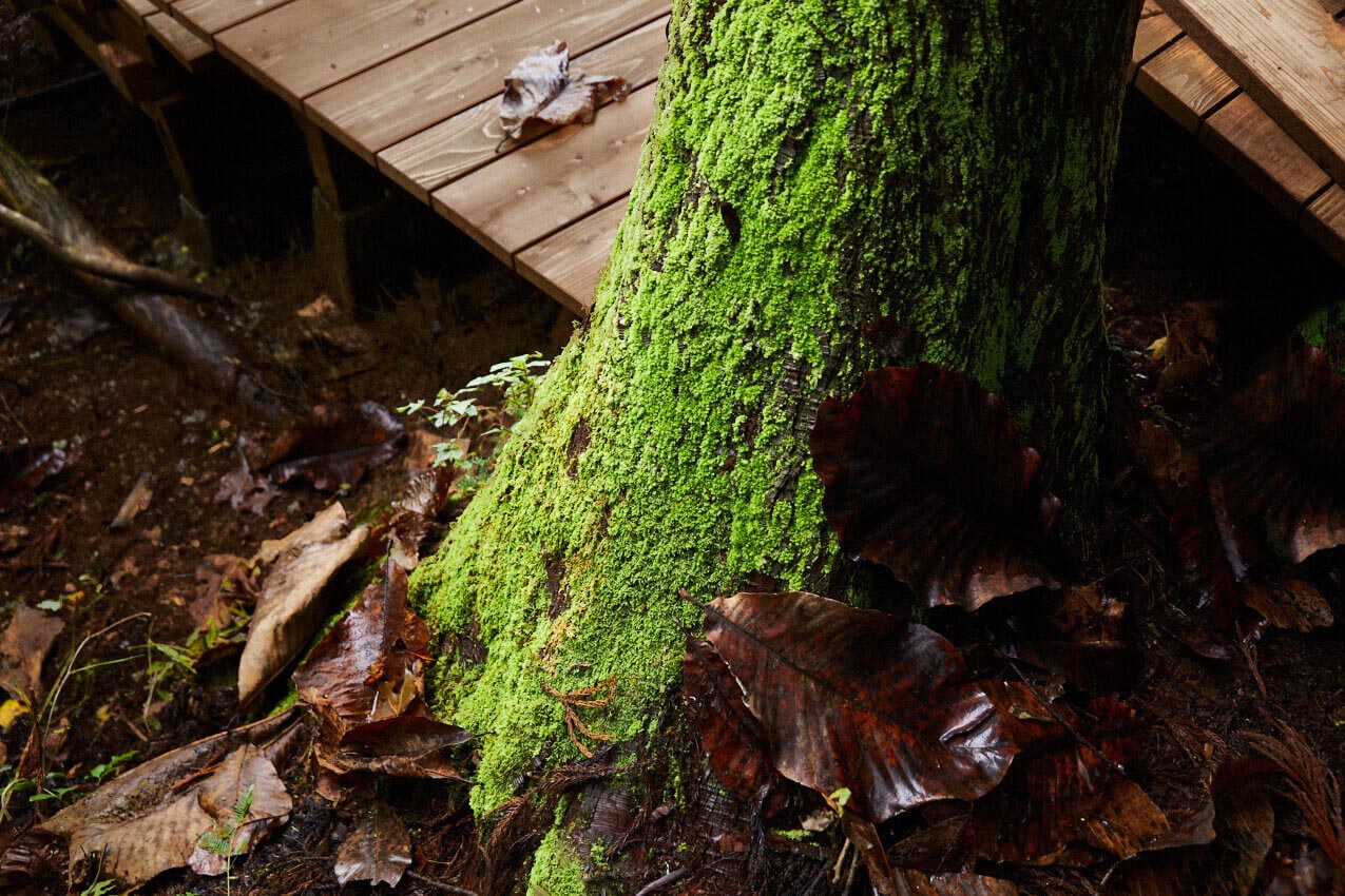 新潟県 十日町星峠宿に生い茂る木の苔 | SUBARU グランドツーリングNIPPON