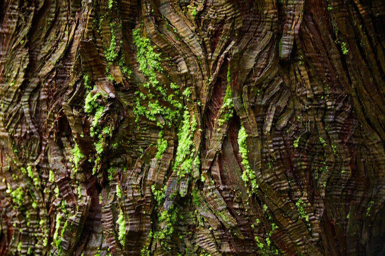 新潟県 十日町星峠宿に生い茂る木の木肌 | SUBARU グランドツーリングNIPPON