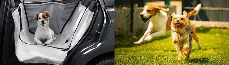 この子が見たことのない景色へ。愛犬と一緒に走る歓び。