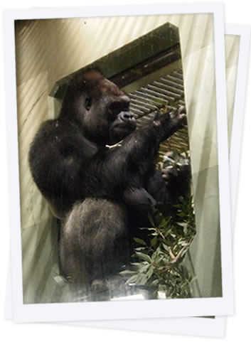 地元名古屋でも人気者東山動物公園「シャバーニ」口を止める瞬間がシャッターチャンス！