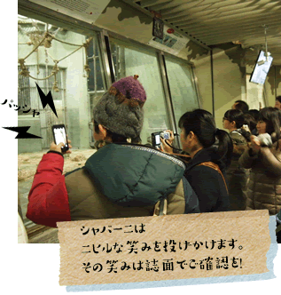 地元名古屋でも人気者東山動物公園「シャバーニ」のシャッターチャンスを狙う人々