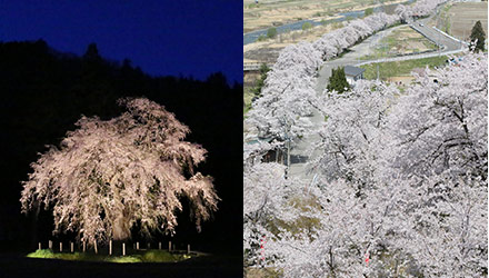 カートピア6月号で訪れた秋田県湯沢市　おしらさまの枝垂れ桜