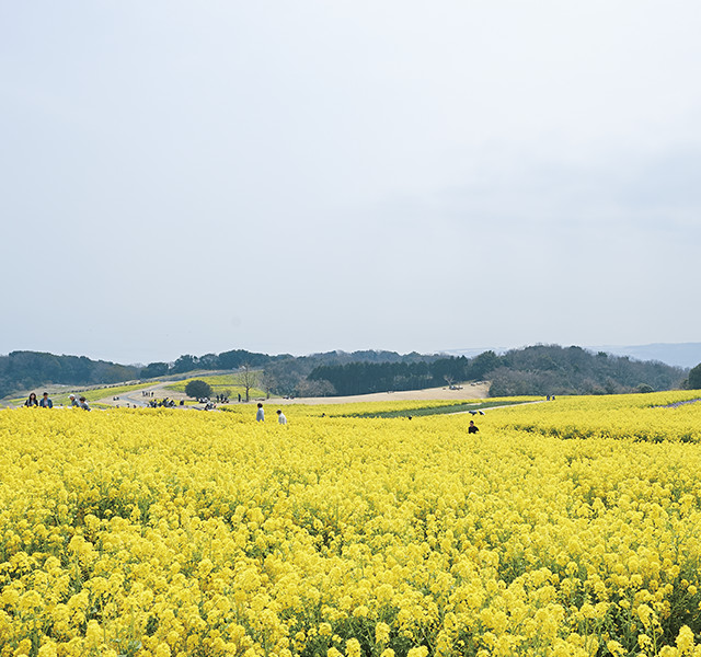 カートピア5月号で訪れた兵庫県淡路島あわじ花さじきの菜の花畑