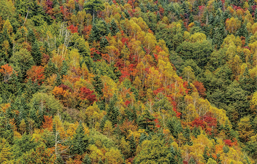 標高2,000mを超える金精峠の木々は今回の取材時でもきれいに紅葉していた。