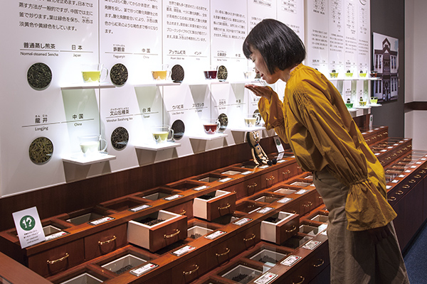 「ふじのくに茶の都ミュージアム」の博物館3階、世界各国のお茶を解説する常設展示では茶葉に触れたり香りを嗅いだりも。