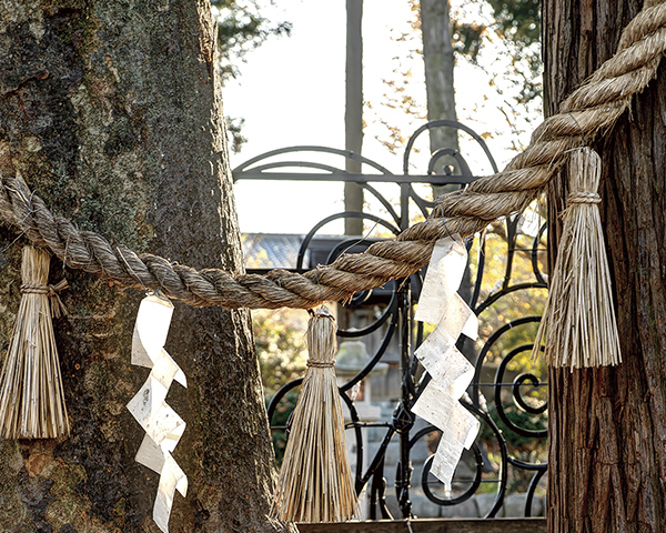 大野市内春日通商店街の一角にある「春日神社」境内の「良縁の樹」。ケヤキとスギの根の部分がひとつに結ばれていることから縁結びの象徴となっており、触れると良縁にめぐまれると言われている。