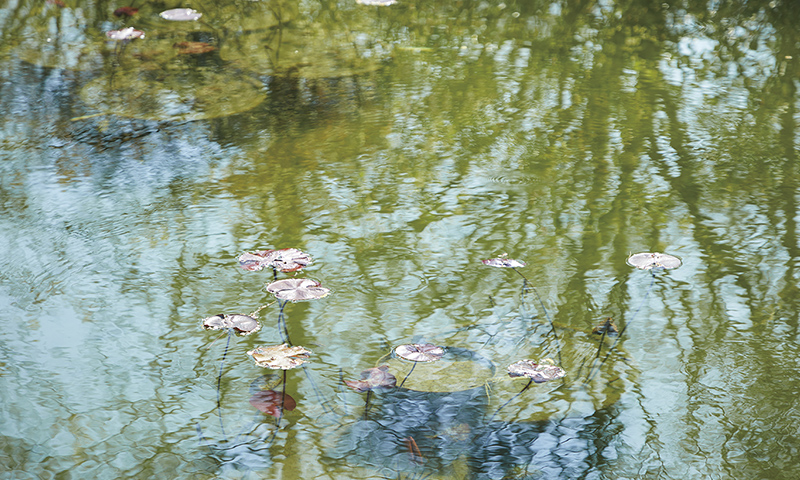 モネが描いた風景に出会える「水の庭」。