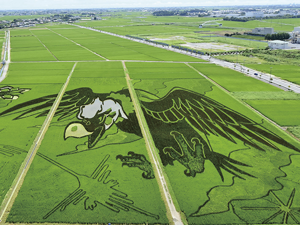 2018年の田んぼアート「大いなる翼とナスカの地上絵」。（画像提供：行田市）